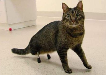 В США коту-инвалиду вживили титановые протезы