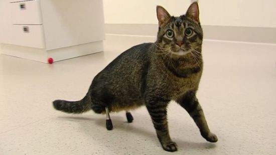 В США коту-инвалиду вживили титановые протезы