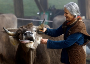 Оставлять ли рога коровам: Швейцария решает судьбу скота на референдуме