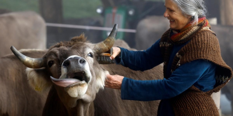 Оставлять ли рога коровам: Швейцария решает судьбу скота на референдуме