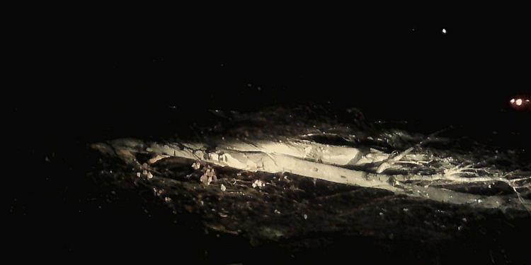 Рухнувший у Варваровского моста тополь заблокировал движение автомобилей