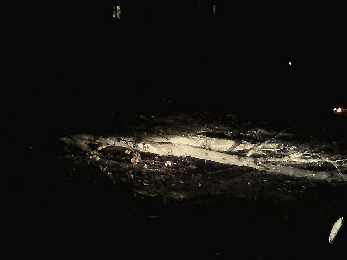 Рухнувший у Варваровского моста тополь заблокировал движение автомобилей