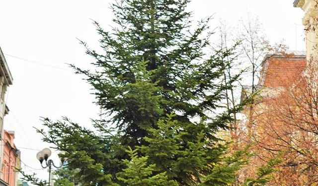 На Закарпатье уже установили первую новогоднюю елку – нарядят ее к воскресенью