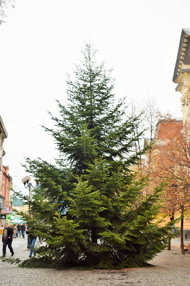 На Закарпатье уже установили первую новогоднюю елку – нарядят ее к воскресенью 1