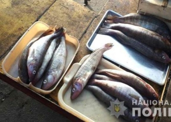 В Николаеве полицейские с рыбинспекторами прошлись по рынкам – составили 7 протоколов и изъяли 30 кг рыбы