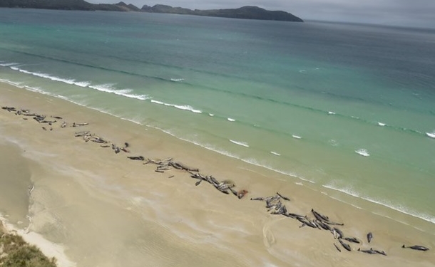 На берег Новой Зеландии выбросились около 150 дельфинов