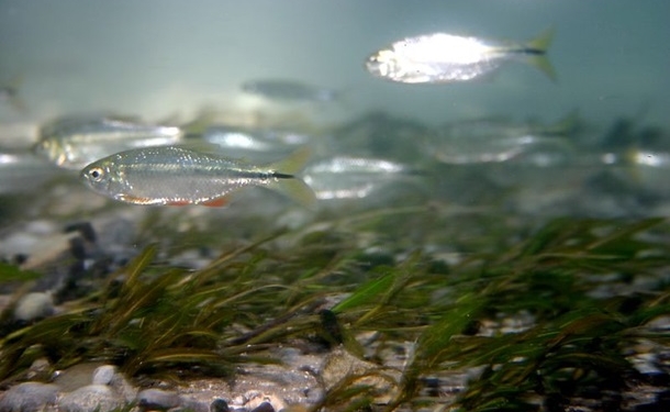 Обнаружено существо, способное полностью регенерировать сердце