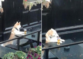 Какой хозяин – такая и собака: пес с удовольствием выхлебал пиво, которое хозяин купил для себя