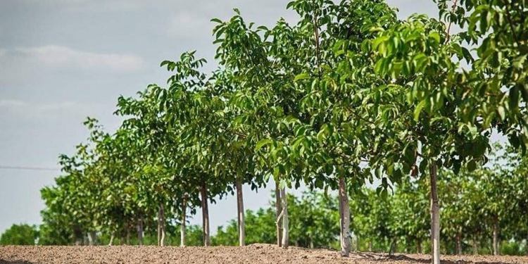 В Украине заложен первый сад ореха пекан