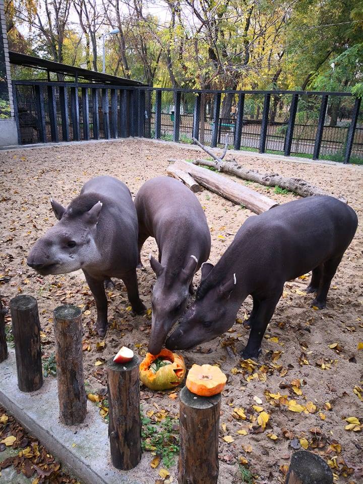 Ведьмы-экскурсоводы, страшные животные и веселый шабаш – как в Николаевском зоопарке отметили Хэллоуин 11