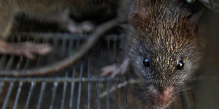 Новая напасть. Зафиксирован второй случай заражения крысиным гепатитом