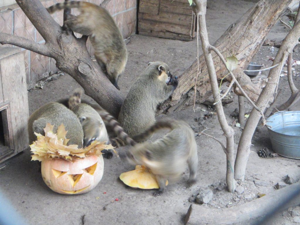 Николаевский зоопарк поздравлял с Хэллоуином не только посетителей, но и животных 11