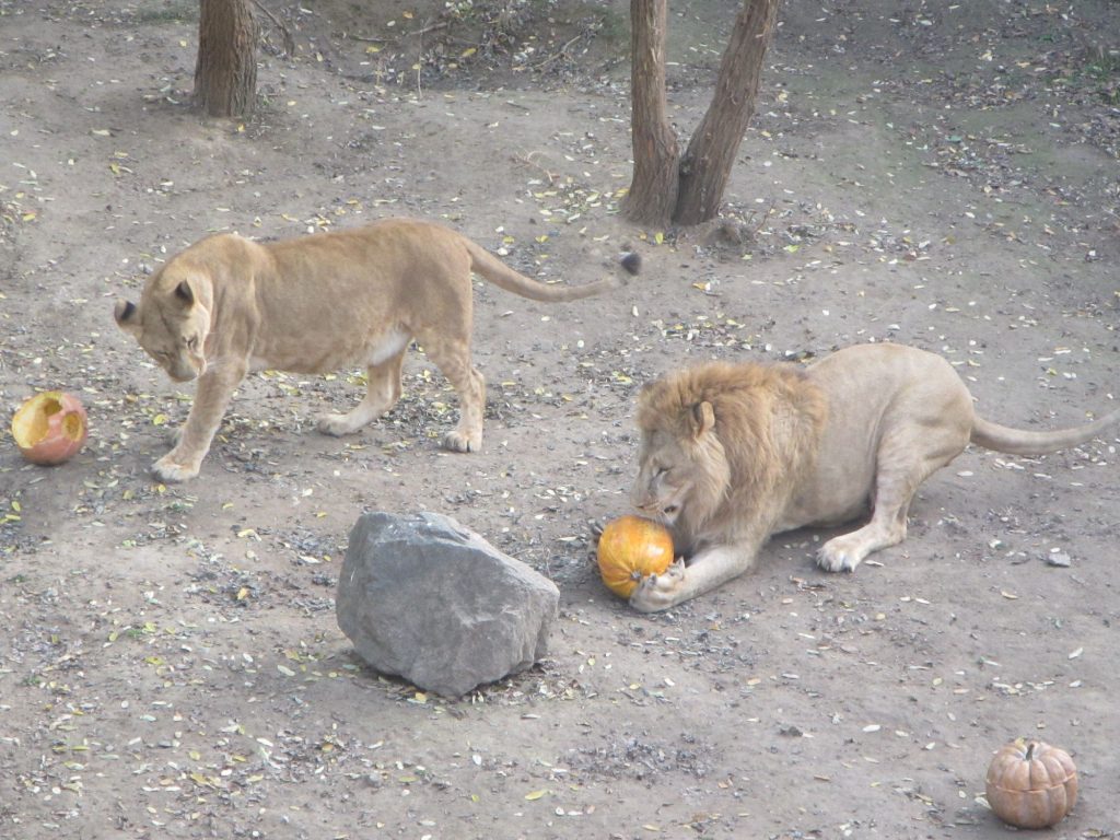 Николаевский зоопарк поздравлял с Хэллоуином не только посетителей, но и животных 7