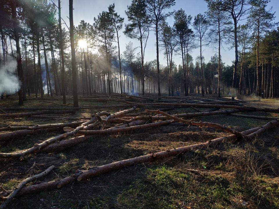 На Николаевщине вырубили около 300 сосен. В «лесхозе» говорят, что деревья аварийные, но местные жители не верят 1