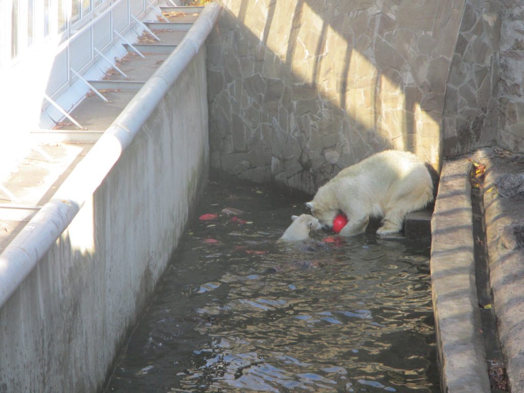 Европейцы прислали подарки белым медведям из Николаевского зоопарка. «Девушкам» они понравились, а отцу семейства придется потерпеть 19