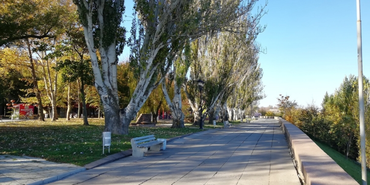 Тополя на Флотском бульваре планируют заменить на павловнии. Управление экологии интересуется мнением горожан