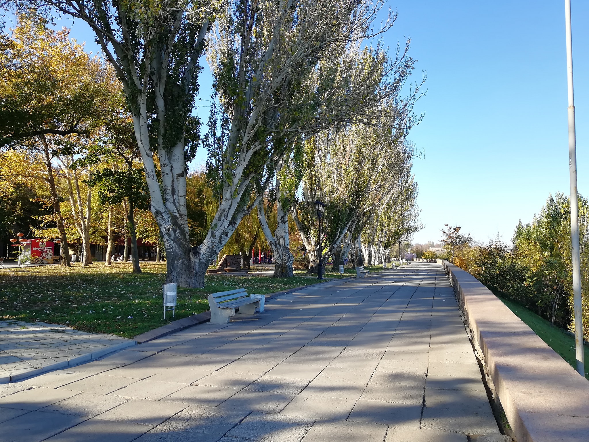 Тополя на Флотском бульваре планируют заменить на павловнии. Управление экологии интересуется мнением горожан