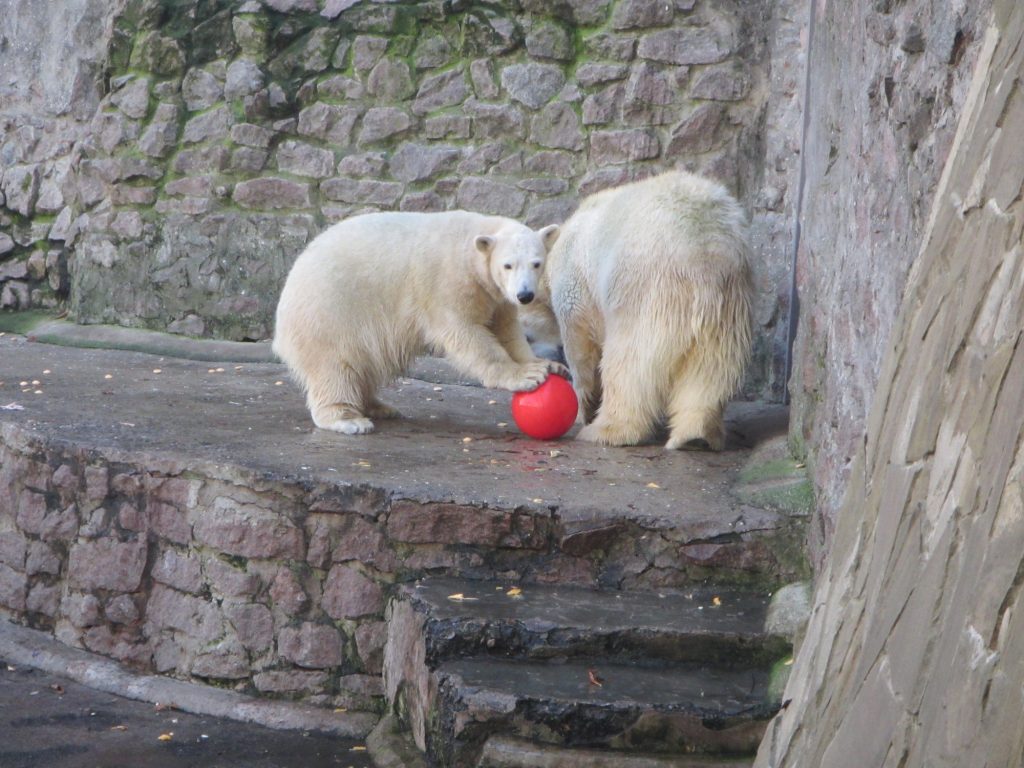 Европейцы прислали подарки белым медведям из Николаевского зоопарка. «Девушкам» они понравились, а отцу семейства придется потерпеть 7