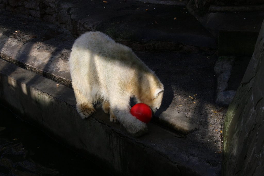 Европейцы прислали подарки белым медведям из Николаевского зоопарка. «Девушкам» они понравились, а отцу семейства придется потерпеть 21