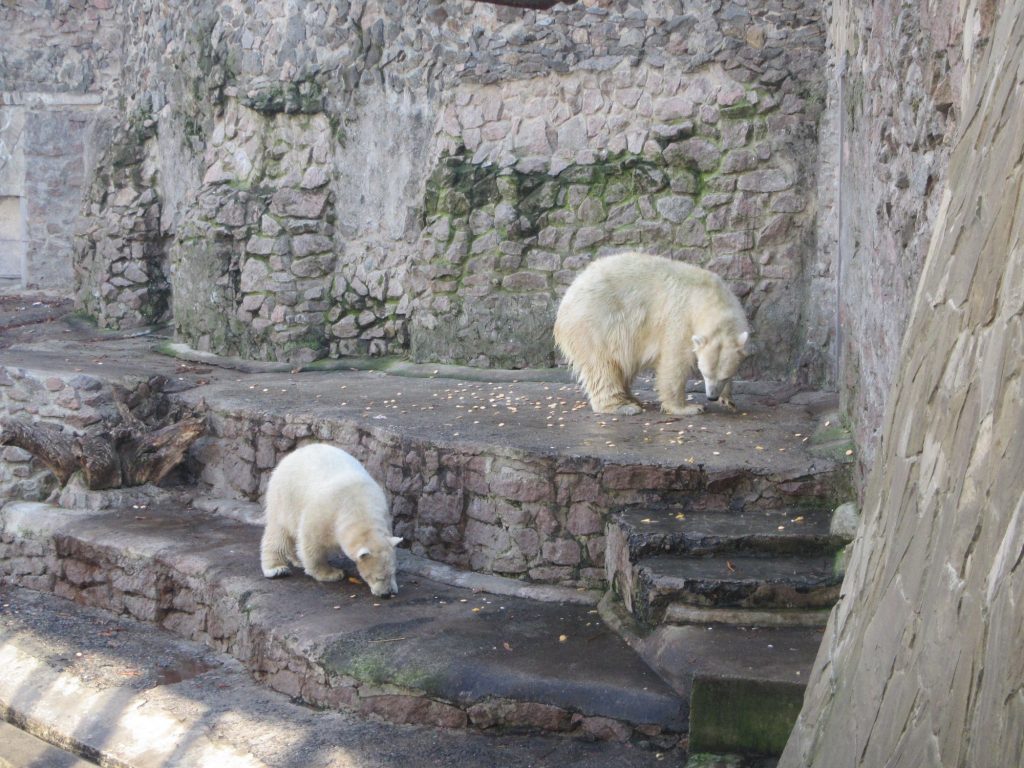 Европейцы прислали подарки белым медведям из Николаевского зоопарка. «Девушкам» они понравились, а отцу семейства придется потерпеть 9
