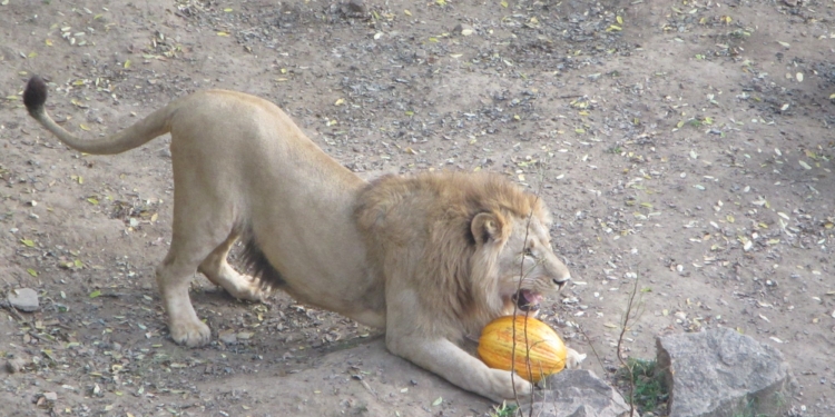 Николаевский зоопарк поздравлял с Хэллоуином не только посетителей, но и животных