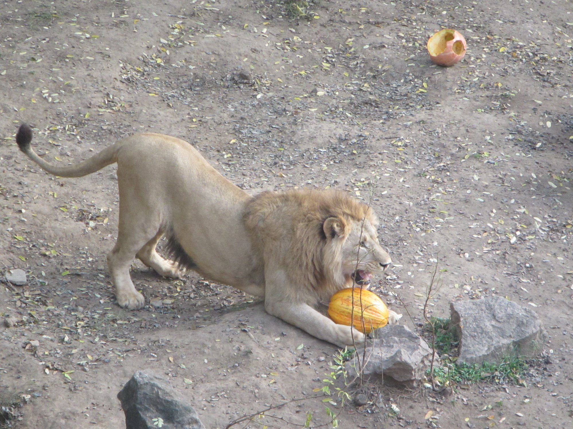Николаевский зоопарк поздравлял с Хэллоуином не только посетителей, но и животных
