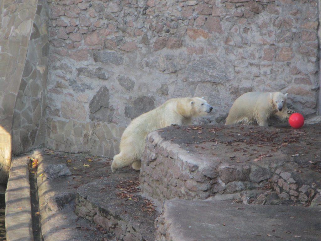 Европейцы прислали подарки белым медведям из Николаевского зоопарка. «Девушкам» они понравились, а отцу семейства придется потерпеть 13
