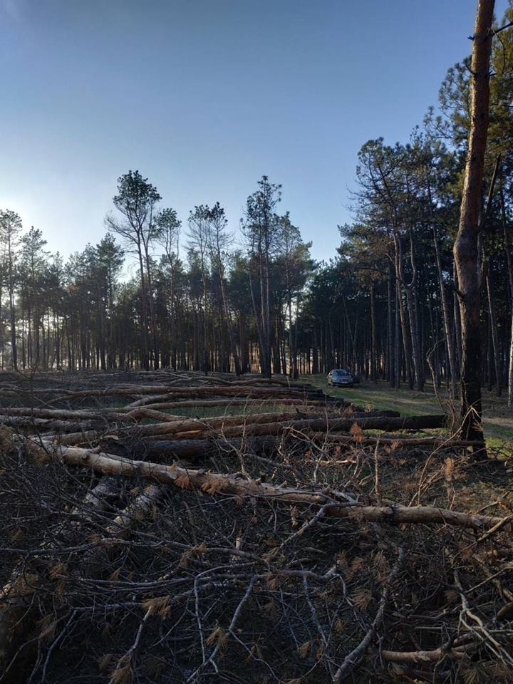 На Николаевщине вырубили около 300 сосен. В «лесхозе» говорят, что деревья аварийные, но местные жители не верят 5