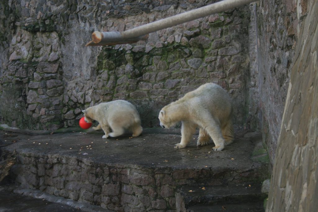 Европейцы прислали подарки белым медведям из Николаевского зоопарка. «Девушкам» они понравились, а отцу семейства придется потерпеть 25