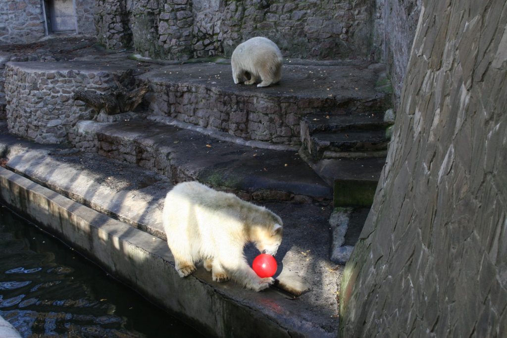 Европейцы прислали подарки белым медведям из Николаевского зоопарка. «Девушкам» они понравились, а отцу семейства придется потерпеть 27