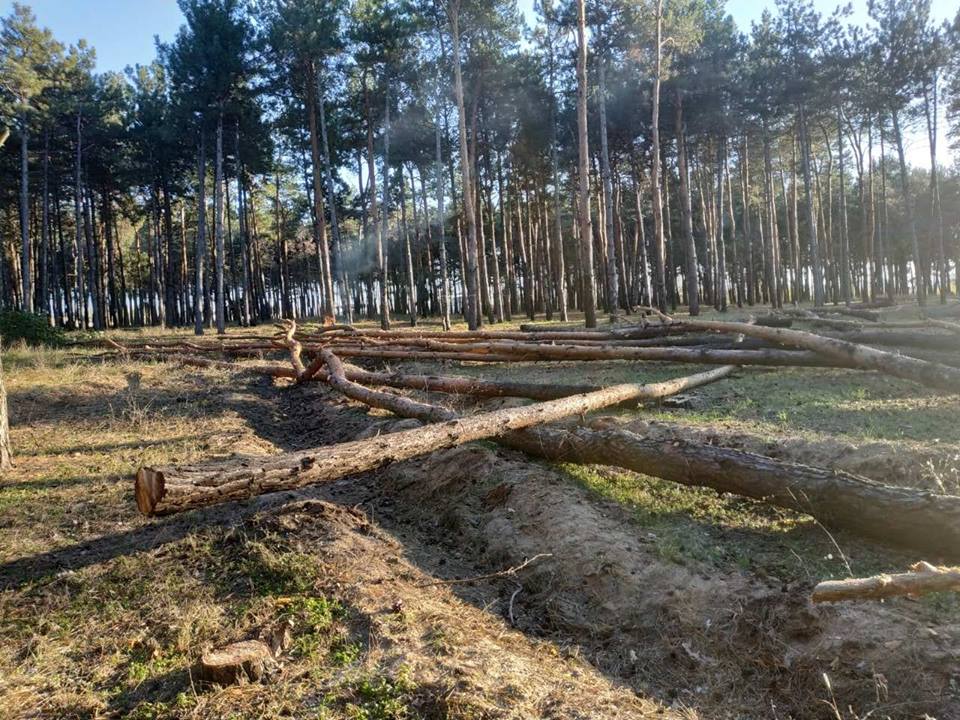 На Николаевщине вырубили около 300 сосен. В «лесхозе» говорят, что деревья аварийные, но местные жители не верят 3