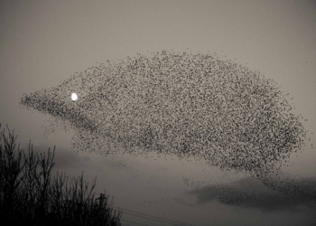 В небе Шотландии сняли стаю скворцов в форме ежа. У него вместо глаза — луна