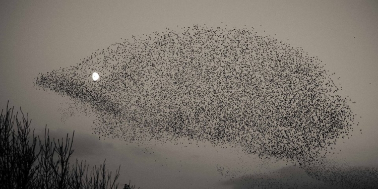 В небе Шотландии сняли стаю скворцов в форме ежа. У него вместо глаза — луна
