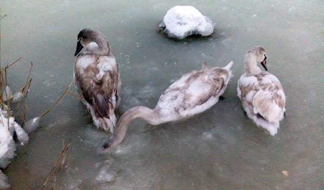На Николаевщине в реке замерзают 8 лебедей. Зоозащитники просят помочь птицам