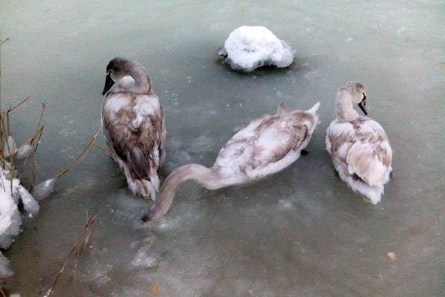 На Николаевщине в реке замерзают 8 лебедей. Зоозащитники просят помочь птицам 1
