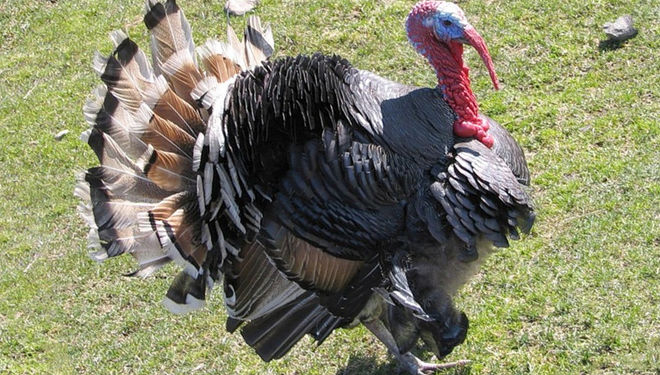 Фины собираются делать дизтопливо из сала