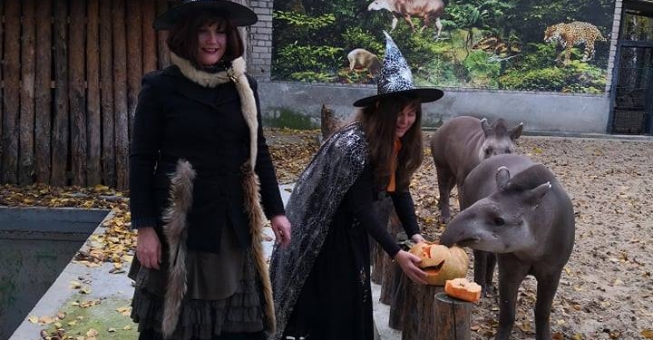 Ведьмы-экскурсоводы, страшные животные и веселый шабаш – как в Николаевском зоопарке отметили Хэллоуин