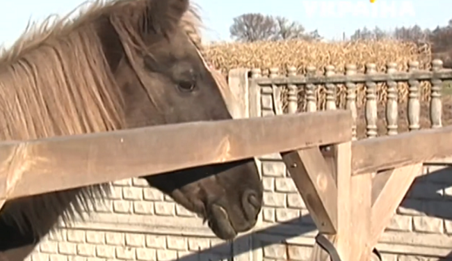 Когда защита животных – это вся жизнь: черниговская семья переехала в село ради четвероногих подопечных