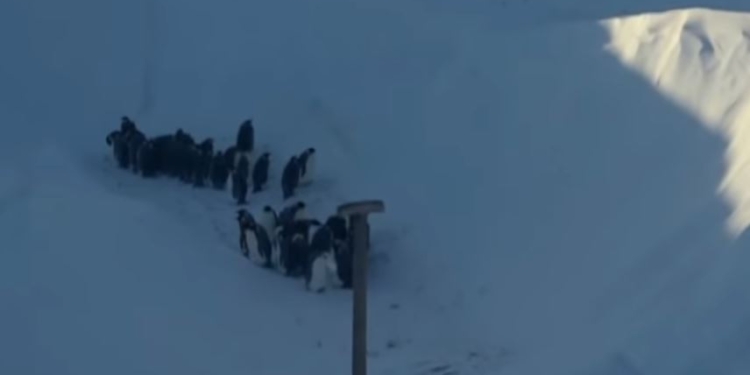 Не смогли просто наблюдать. Журналисты нарушили правила, чтобы спасти пингвинов