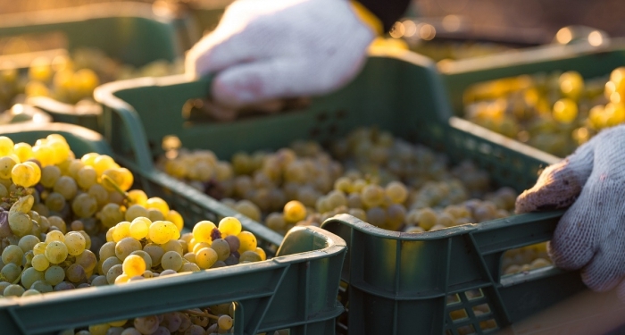 Виноградари Коблево собрали рекордный урожай – 12,7 тысячи тонн