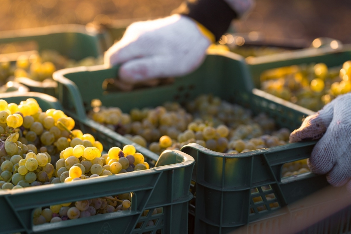 Виноградари Коблево собрали рекордный урожай - 12,7 тысячи тонн 1