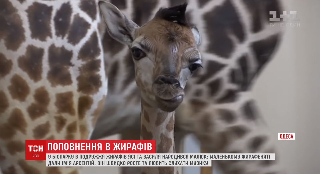 Уникальный случай для всего юга Украины. В Одесском биопарке родился детеныш жирафа