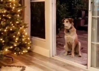 В Калифорнии собака не идет домой из-за невидимой двери. Хозяевам приходится ее «открывать»