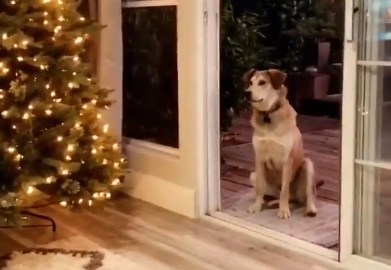 В Калифорнии собака не идет домой из-за невидимой двери. Хозяевам приходится ее «открывать» 1