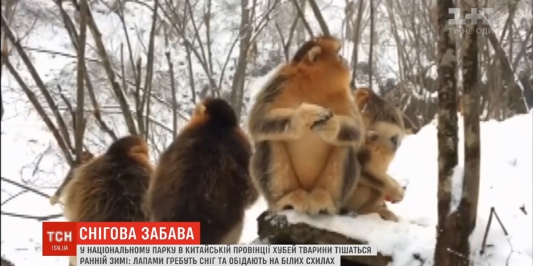 Забава для пушистых: обитатели китайского зоопарка порадовались первым снегопадам