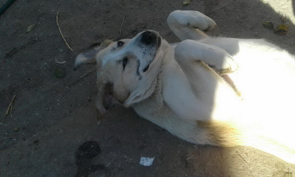 Жительница Николаева пожаловалась, что патрульный, стрелявший в собаку, мог ранить ее дочь