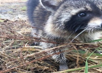 В американском городе Милтон полиция задержала пьяного енота