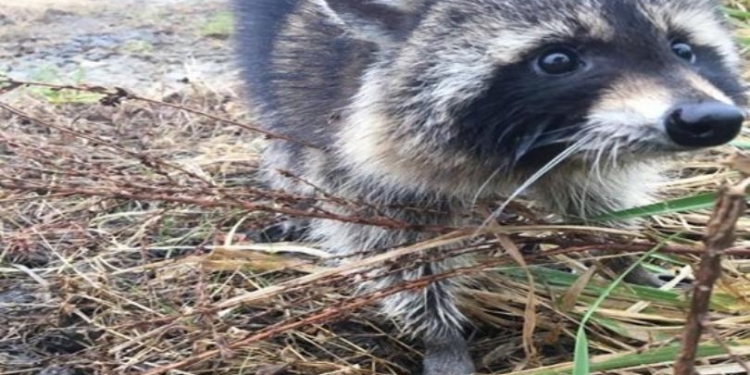В американском городе Милтон полиция задержала пьяного енота