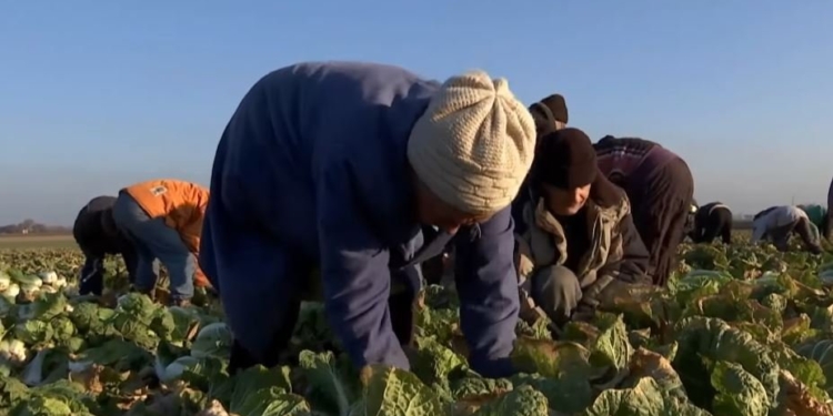 «Рабство» на ферме под Одессой: Работники стали на защиту работодателей