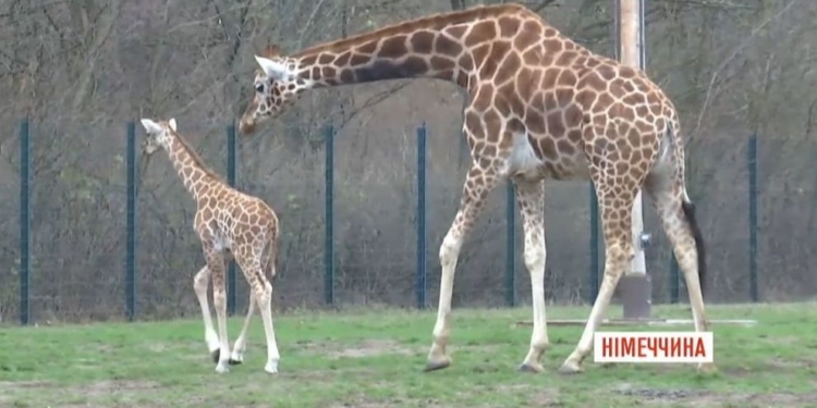В Берлинском зоопарке показали новорожденного жирафенка